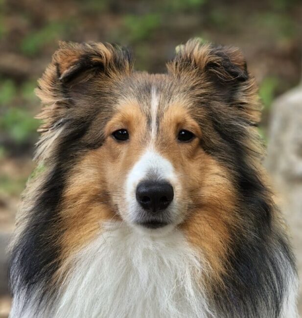 Shetland Sheepdog