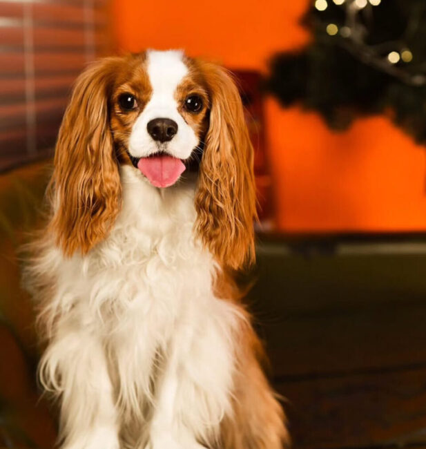 King Charles Spaniel