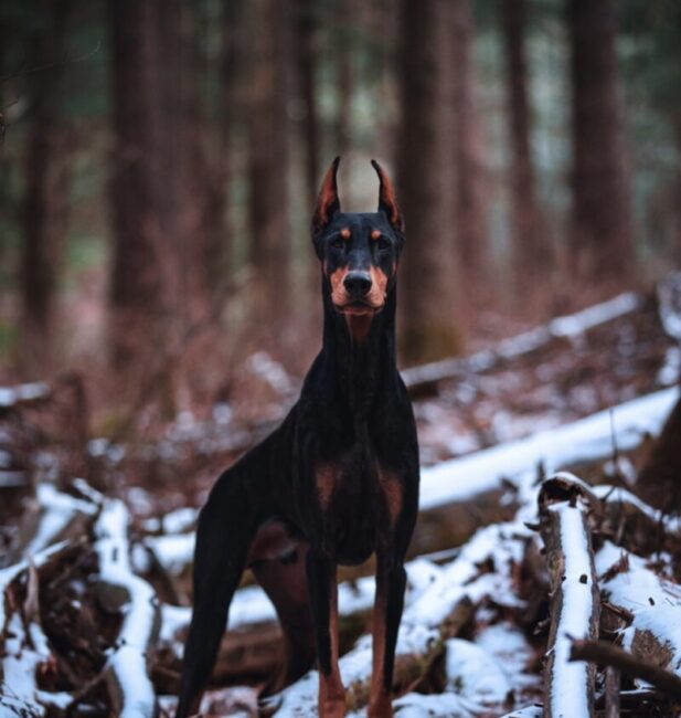 Dobermann Pinscher