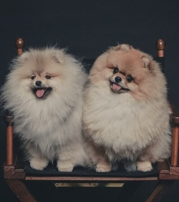 Pomeranian