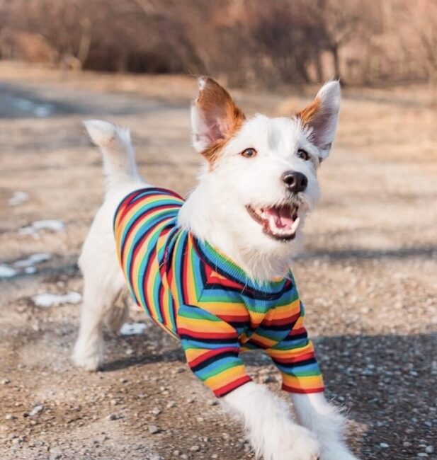 Jack Russell Terrier