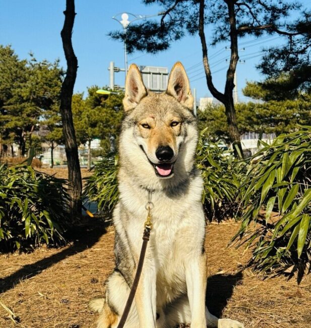 Wolfdog