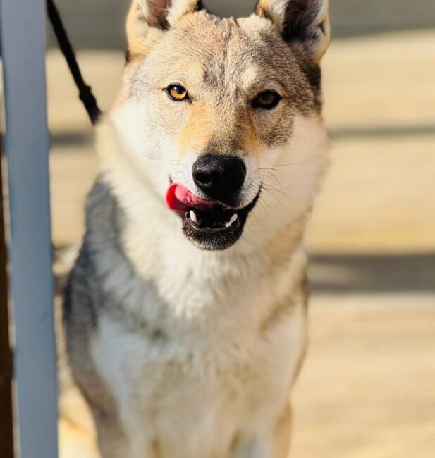 Wolfdog