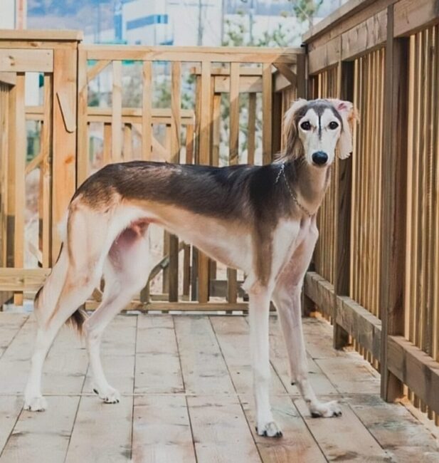 Saluki