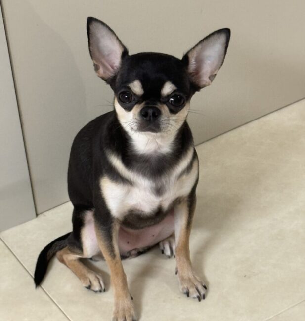 Chihuahua