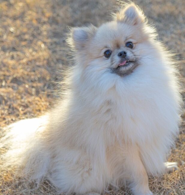Pomeranian