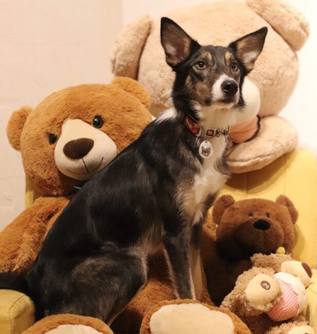 Border Collie