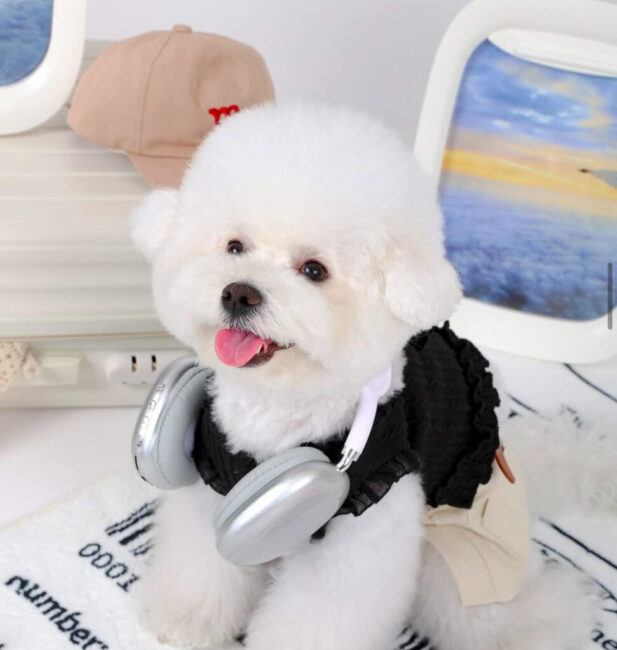 Bichon Frise