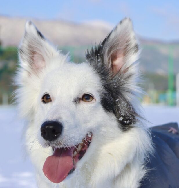 Border Collie