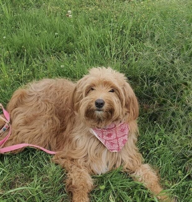 Golden doodle