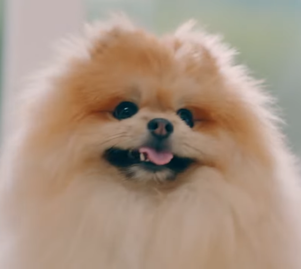 Pomeranian