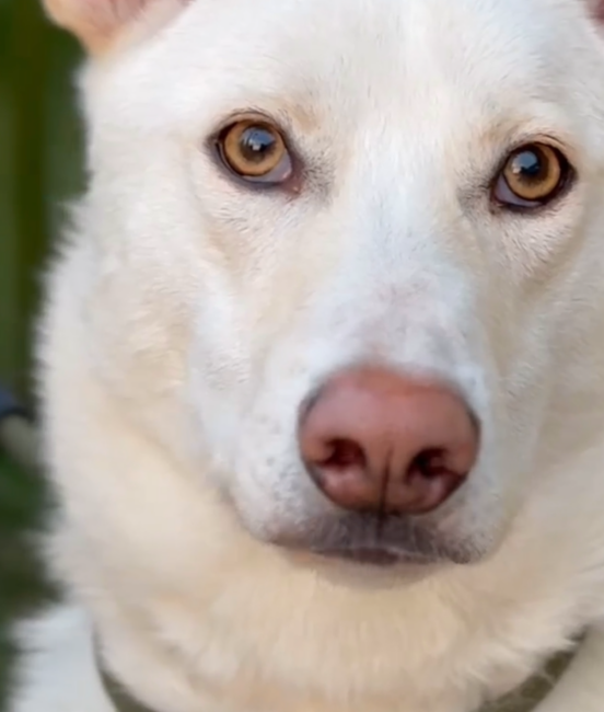 Siberian Laika White