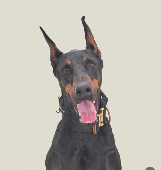 Dobermann Pinscher