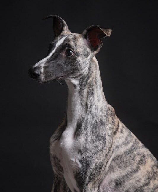 Whippet