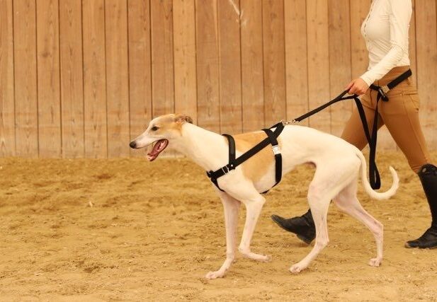 Greyhound