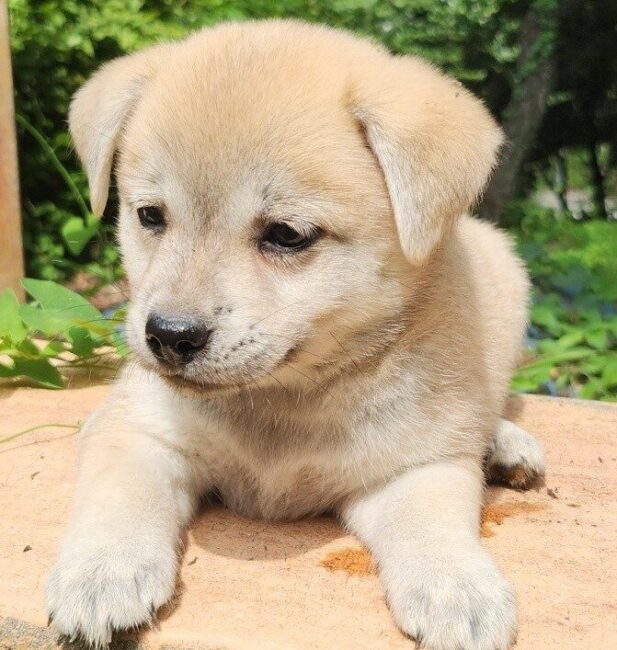 Mix puppy