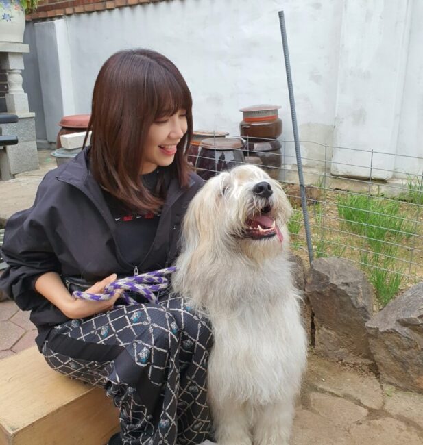 Old English Sheepdog