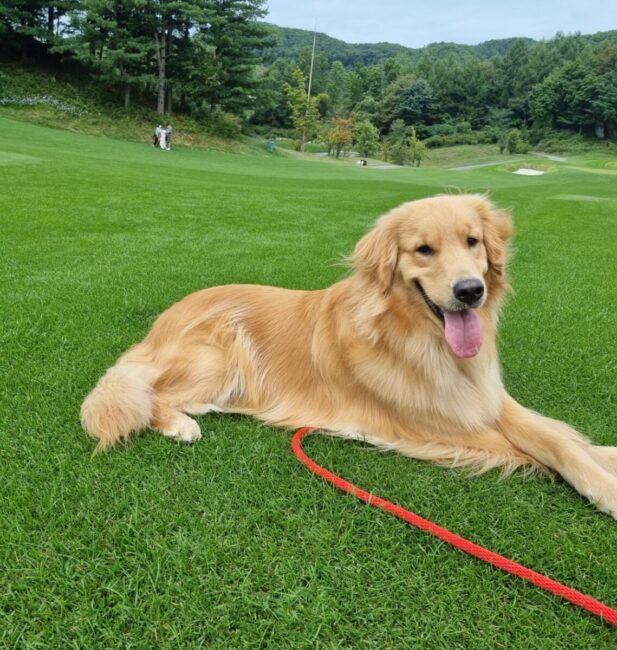 Golden Retriever