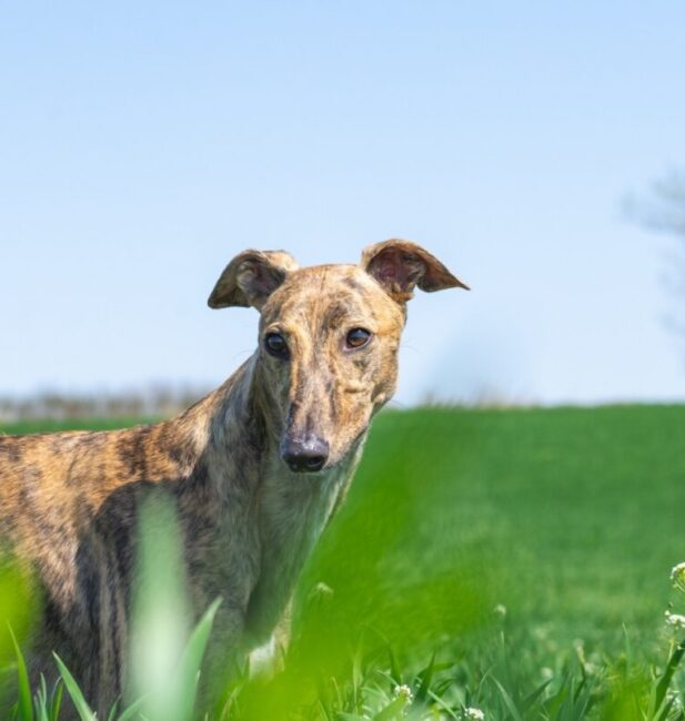 Whippet