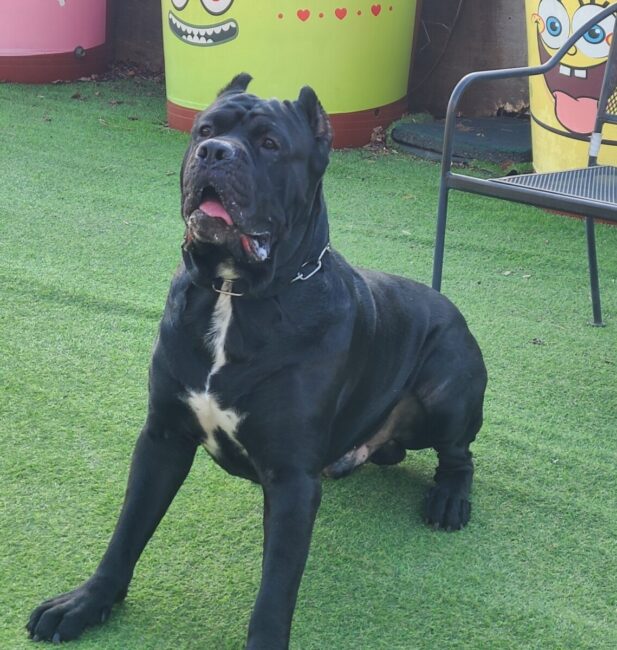 Cane Corso