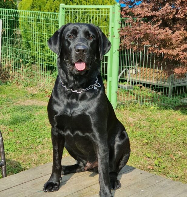 Labrador Retriever