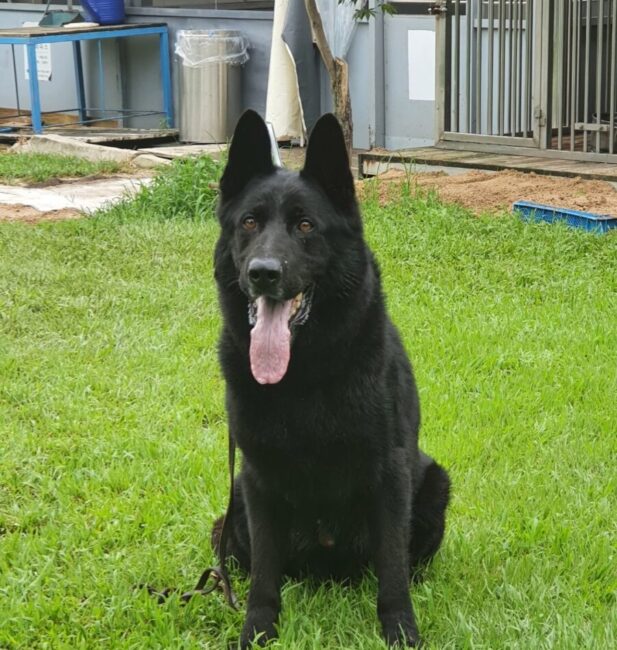 German Shepherd