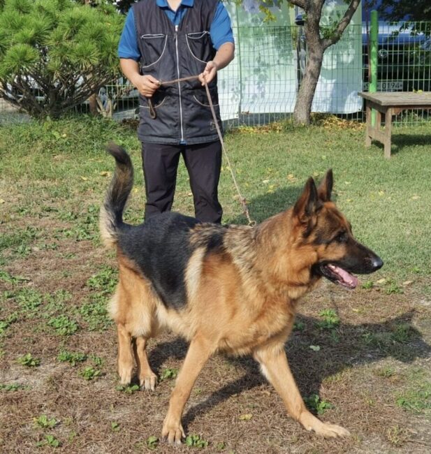 German Shepherd