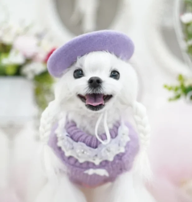 Maltese