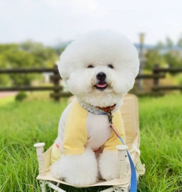 Bichon Frise