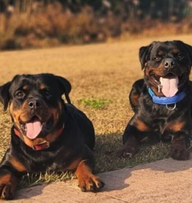 Rottweiler
