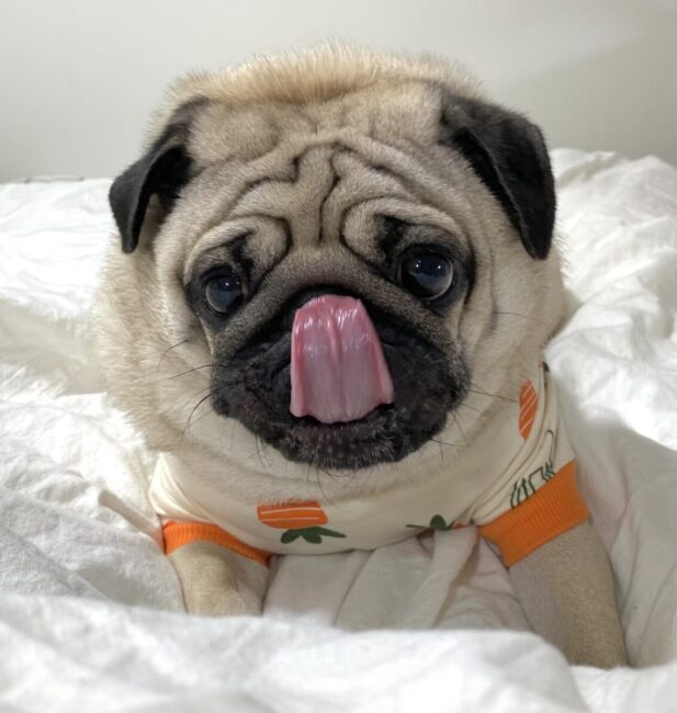 Pug