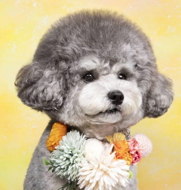 Silver poodle