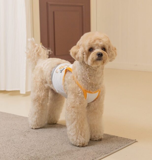 Maltipoo