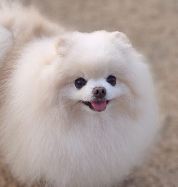 Pomeranian