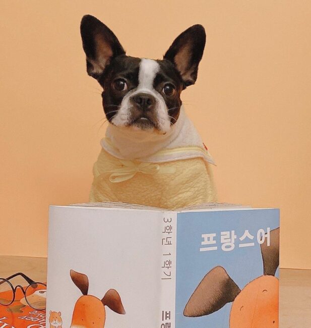 French Bulldog