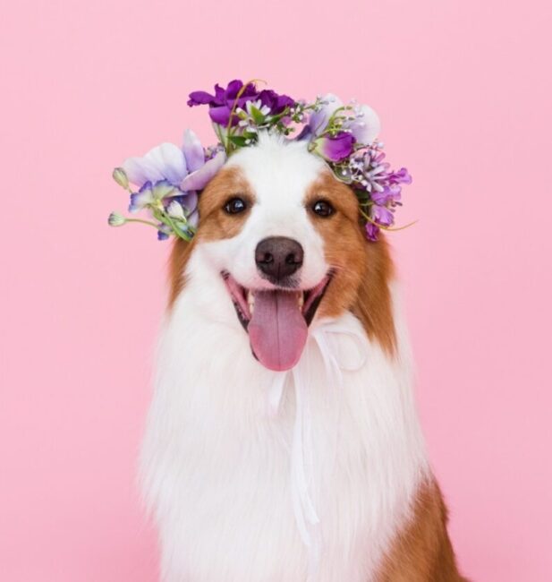 Lemon Border Collie
