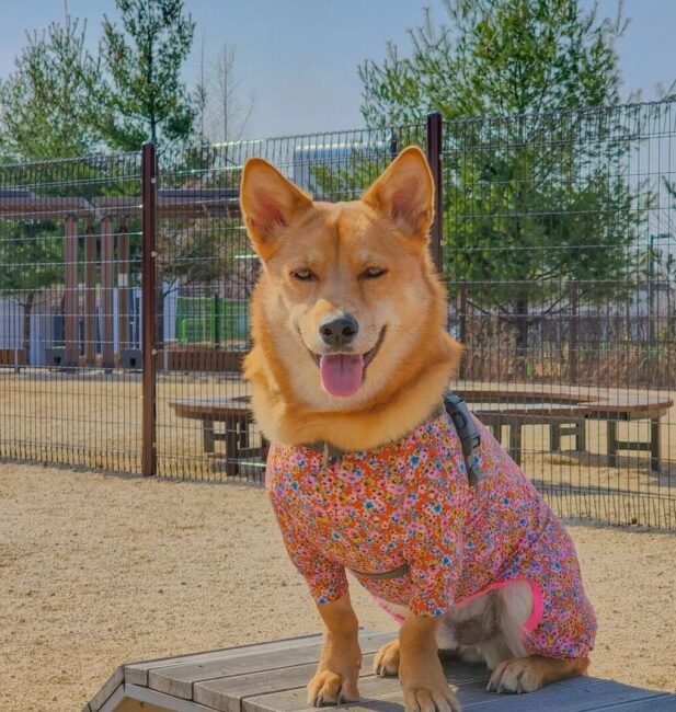 Jindo dog MIx
