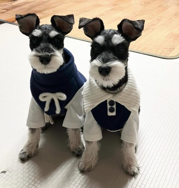 Miniature Schnauzer
