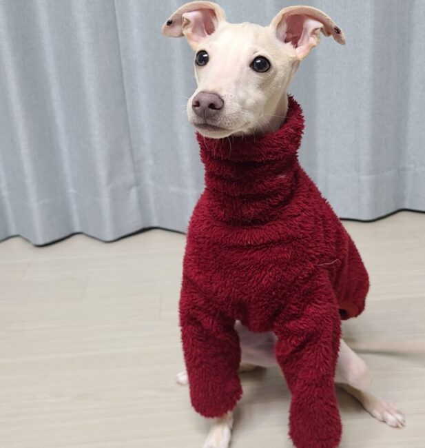 Italian Greyhound