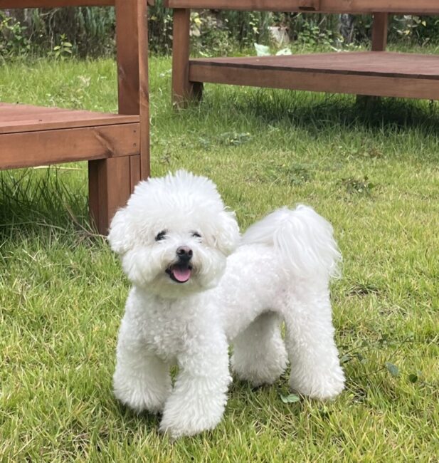 Bichon Frise