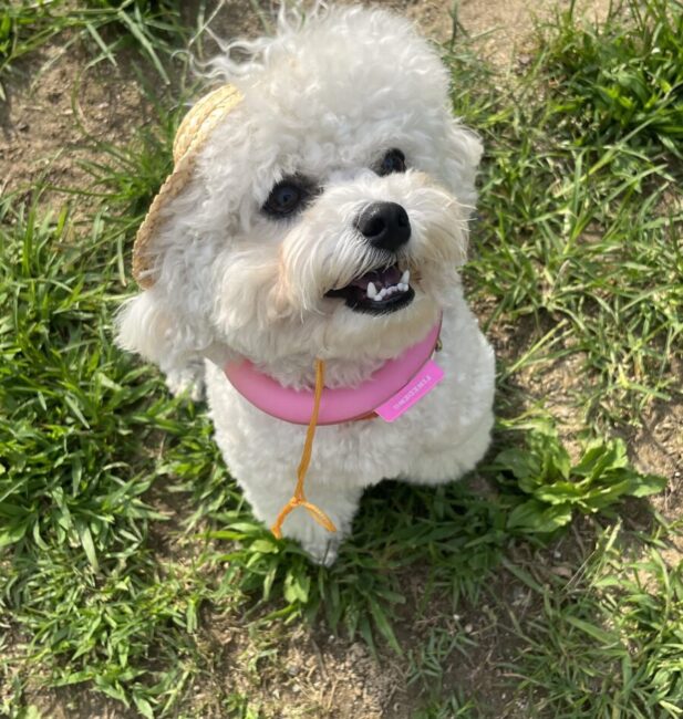 Bichon Frise