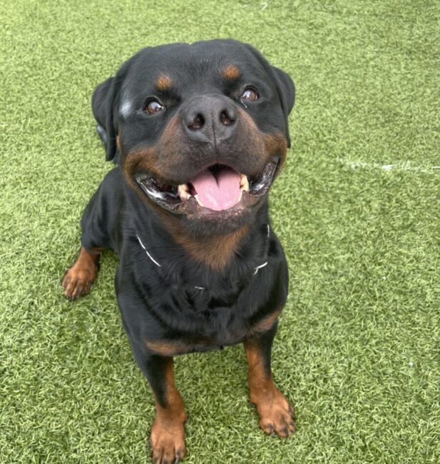 Rottweiler