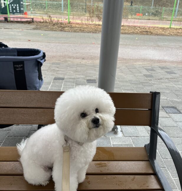 Bichon Frise