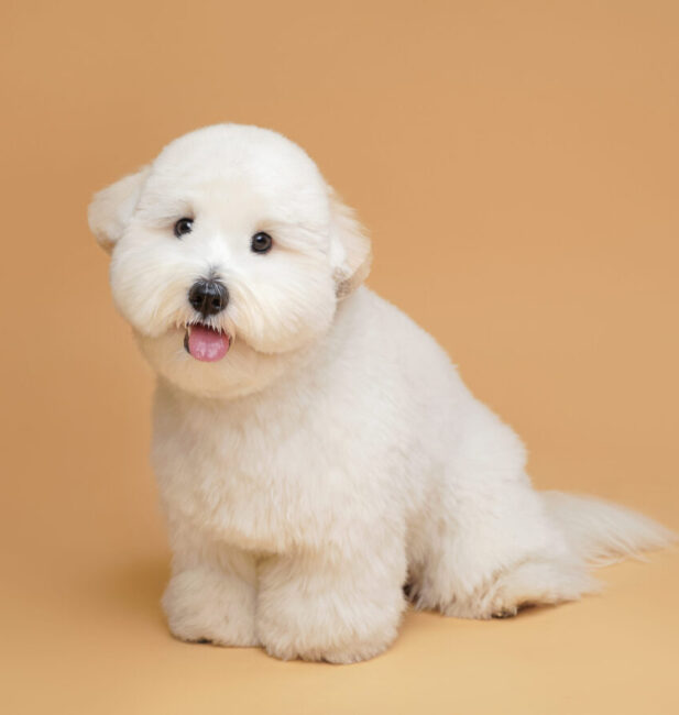Coton de Tuléar
