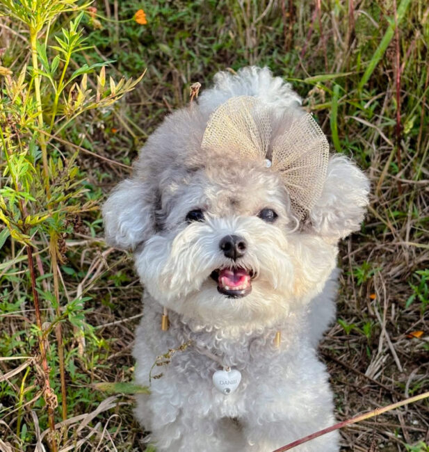 Silver Poodle