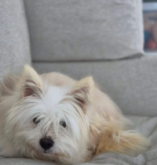 White terrier Mix
