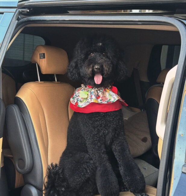 Standard Poodle