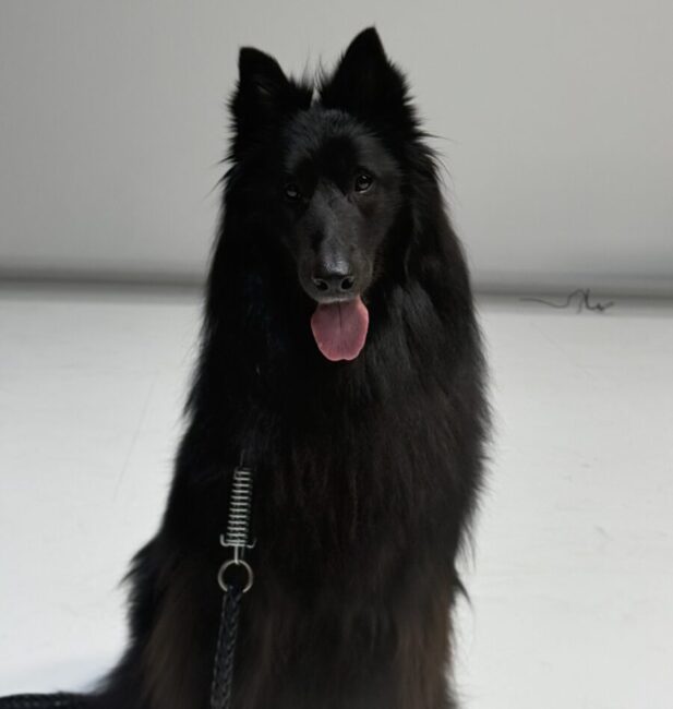 Groenendael