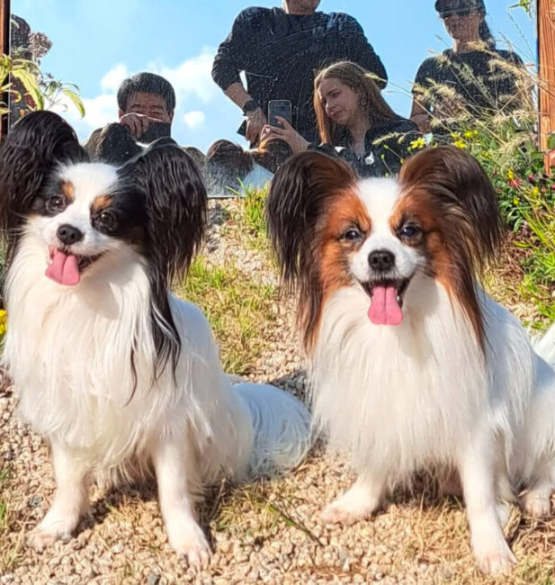 Papillon