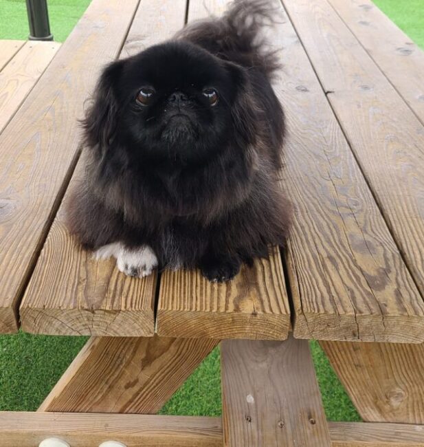 Pekingese